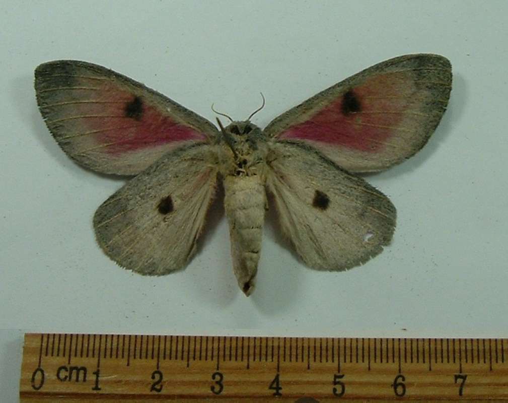 Female - Ventral Repair - Minor Repair<br>(Origin of the Specimen: Green Valley, Arizona, Aug 2013)