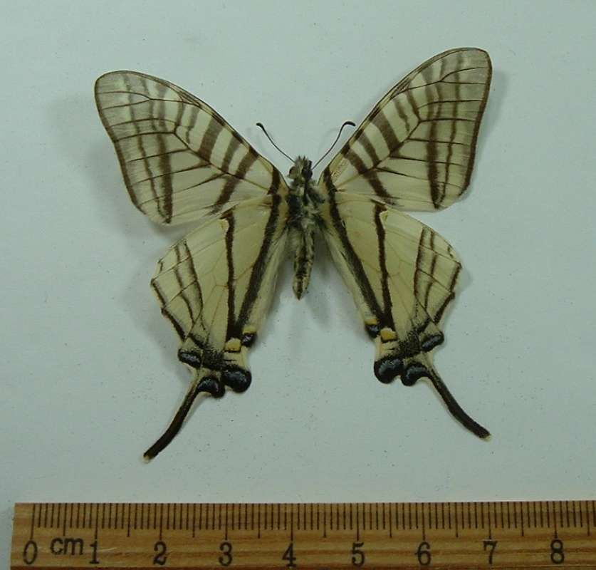 Male - Ventral View<br>(Origin of the Specimen: Cambodiia, March 1998)