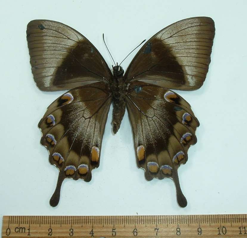 Female - Ventral View<br>(Origin of the Specimen: Morotai, March 1984)