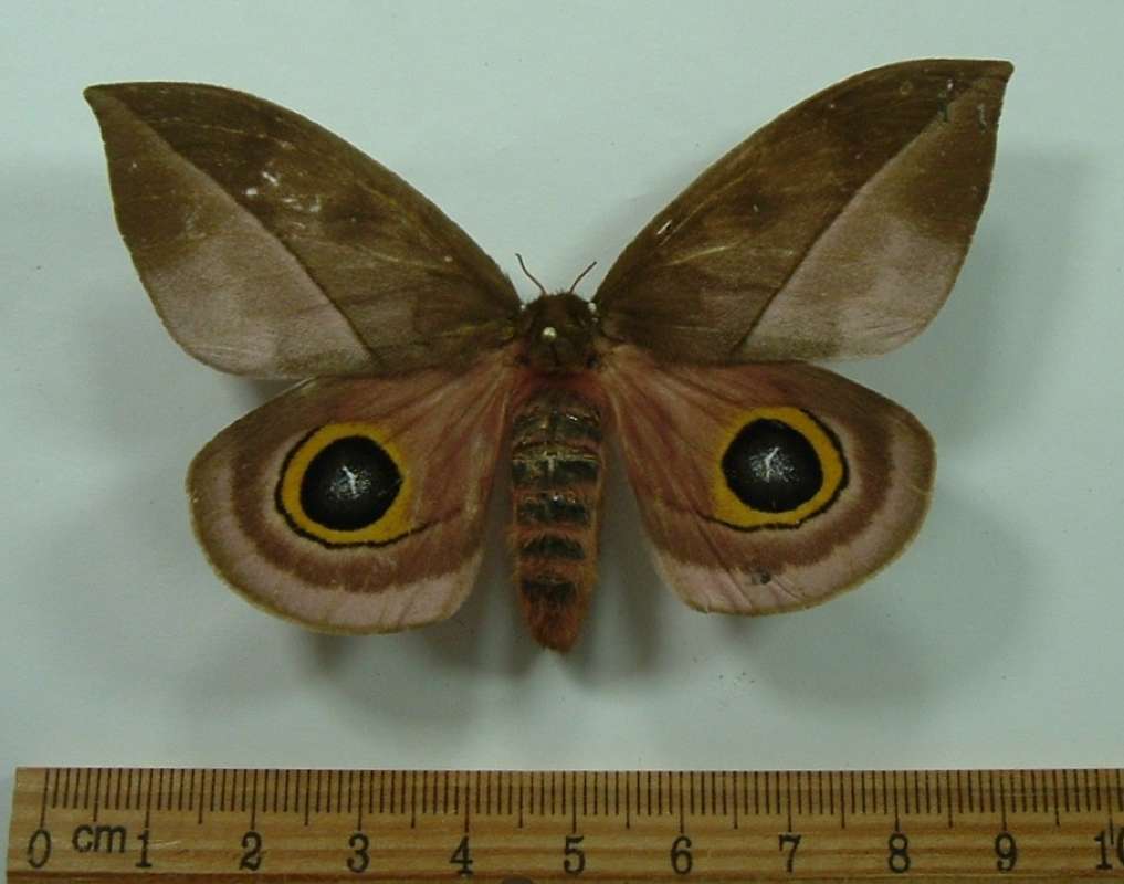Female - Dorsal<br>(Origin of the Specimen: Oaxaca, Mexico, Oct. 1987)