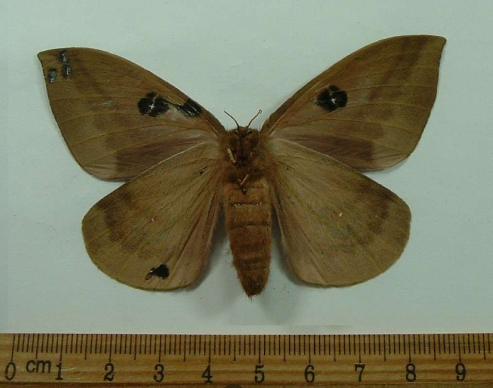 Female - Ventral<br>(Origin of the Specimen: Oaxaca, Mexico, Oct. 1987)