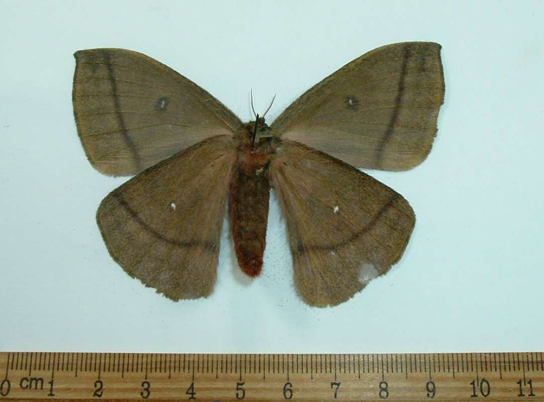 Female - Ventral View<br>(Origin of the Specimen: Golfeto, Costa Rica, August)