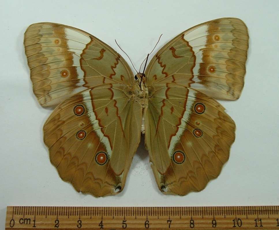Female - Ventral<br>(Origin of the Specimen: Vietnam, March)