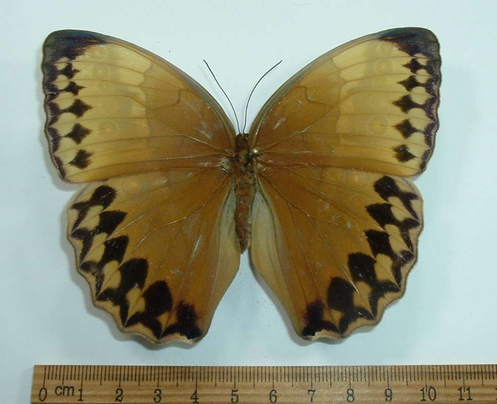 Female - Dorsal View<br>(Origin of the Specimen: North Borneo, March 1977 - Capps C)
