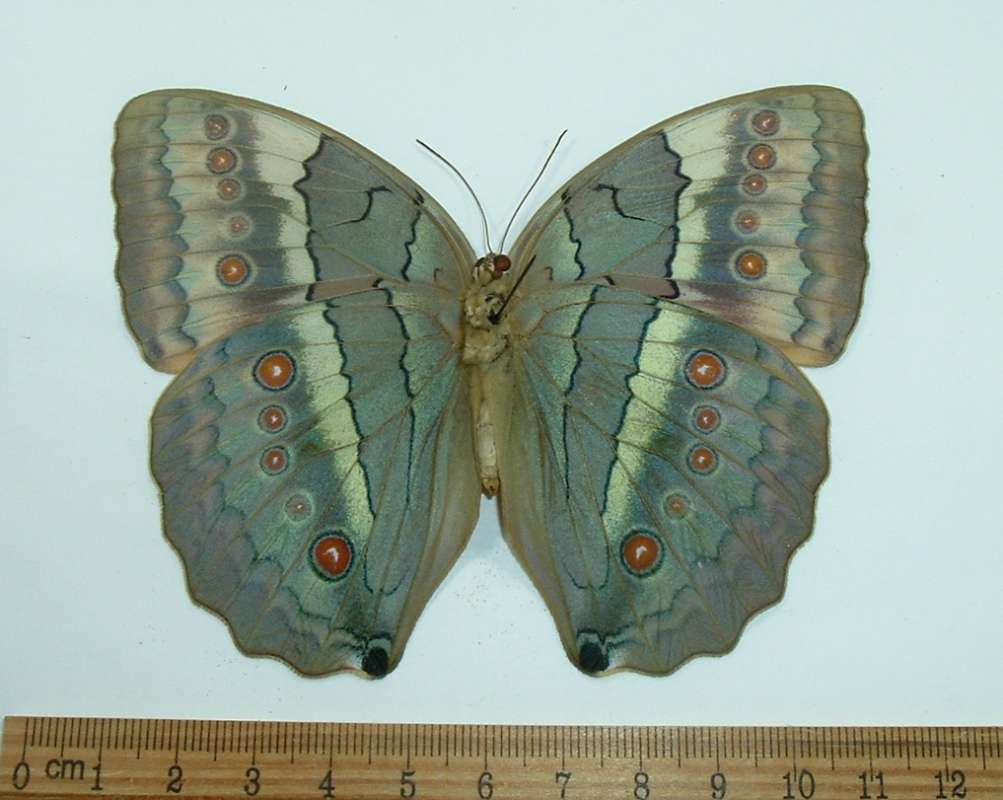 Female - Ventral View<br>(Origin of the Specimen: North Borneo, March 1977 - Capps C)