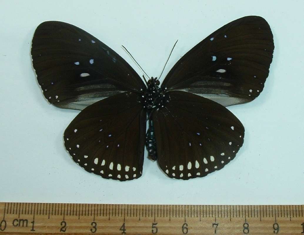 Male - Ventral<br>(Origin of the Specimen: Cambodia, March)