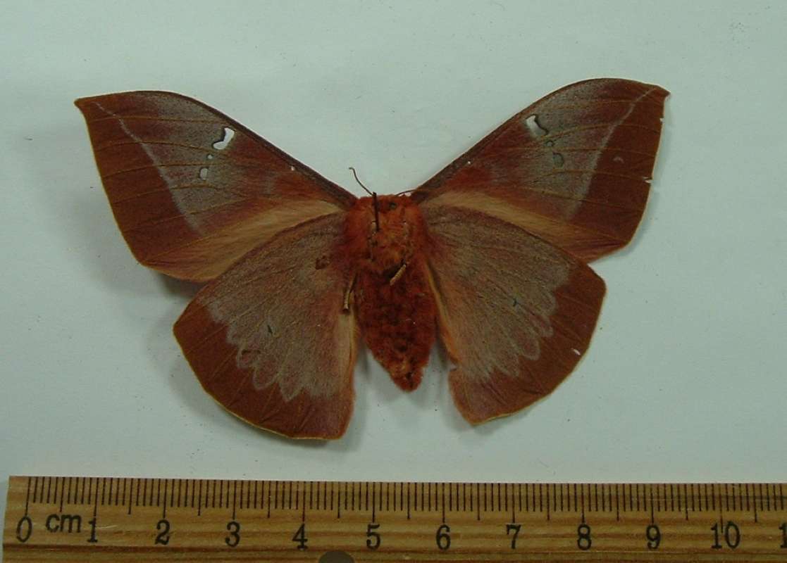 Female - Ventral View<br>(Origin of the Specimen: Cambodia, May 1999)