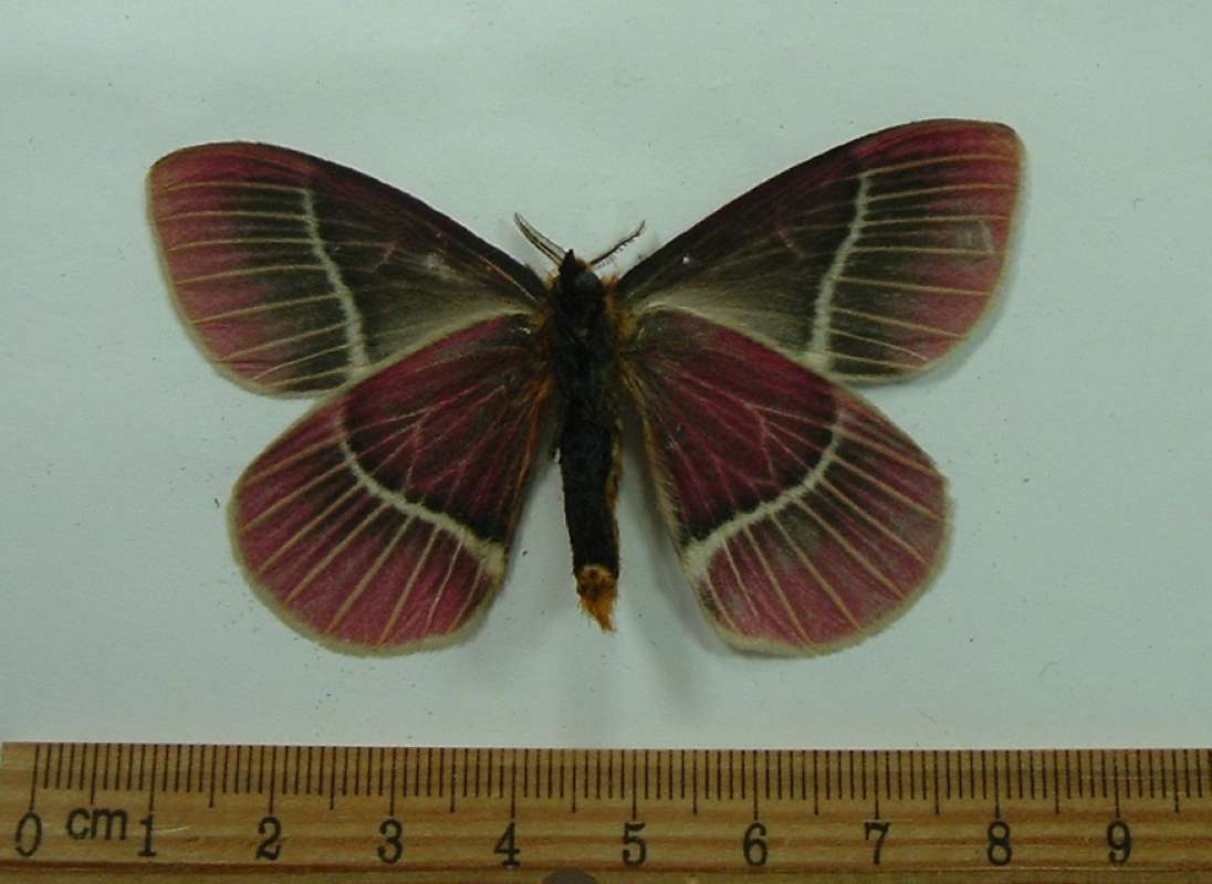 Male - Ventral View<br>(Origin of the Specimen: Golfeto, Costa Rica, Feb.)