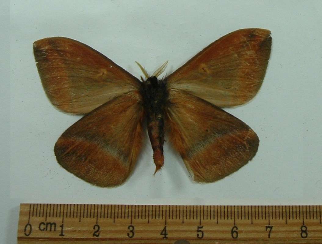 Male - Ventral View<br>(Origin of the Specimen: Golfeto, Costa Rica, Feb.)
