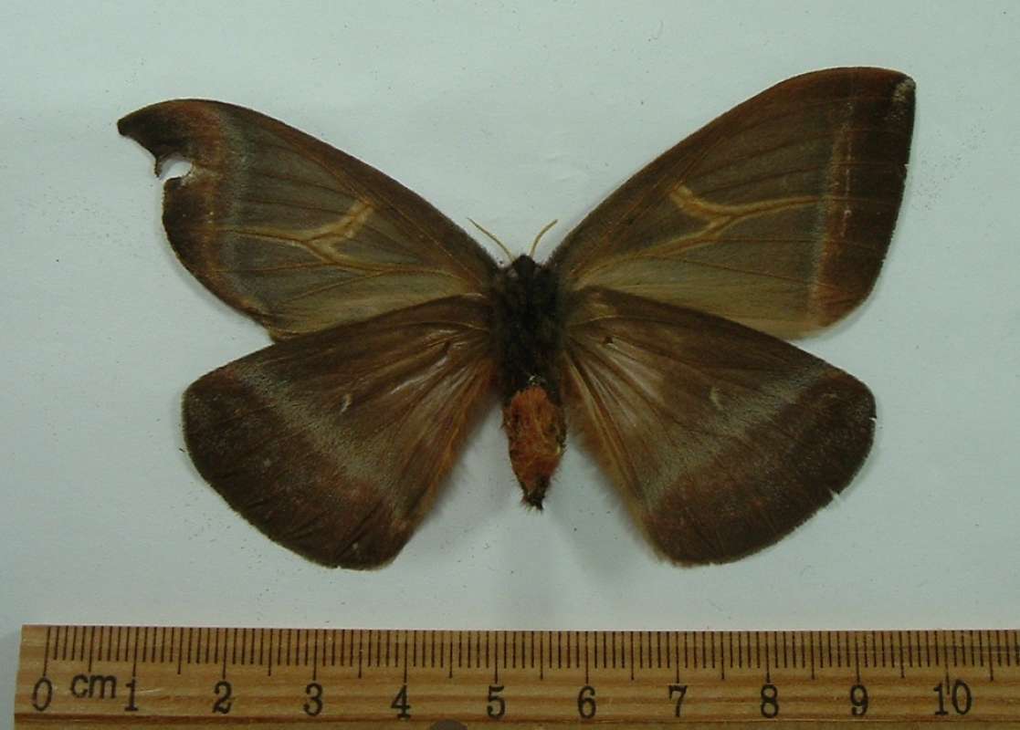 Female - Ventral View<br>(Origin of the Specimen: Costa Rica, September)