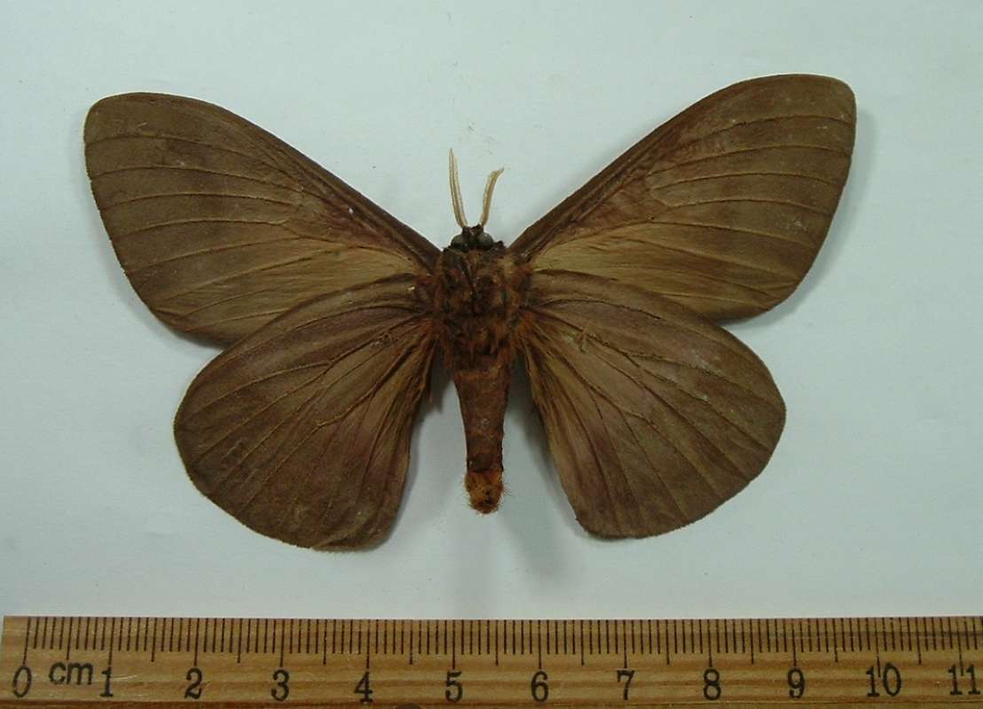 Male - Ventral View<br>(Origin of the Specimen: Golfeto, Costa Rica)