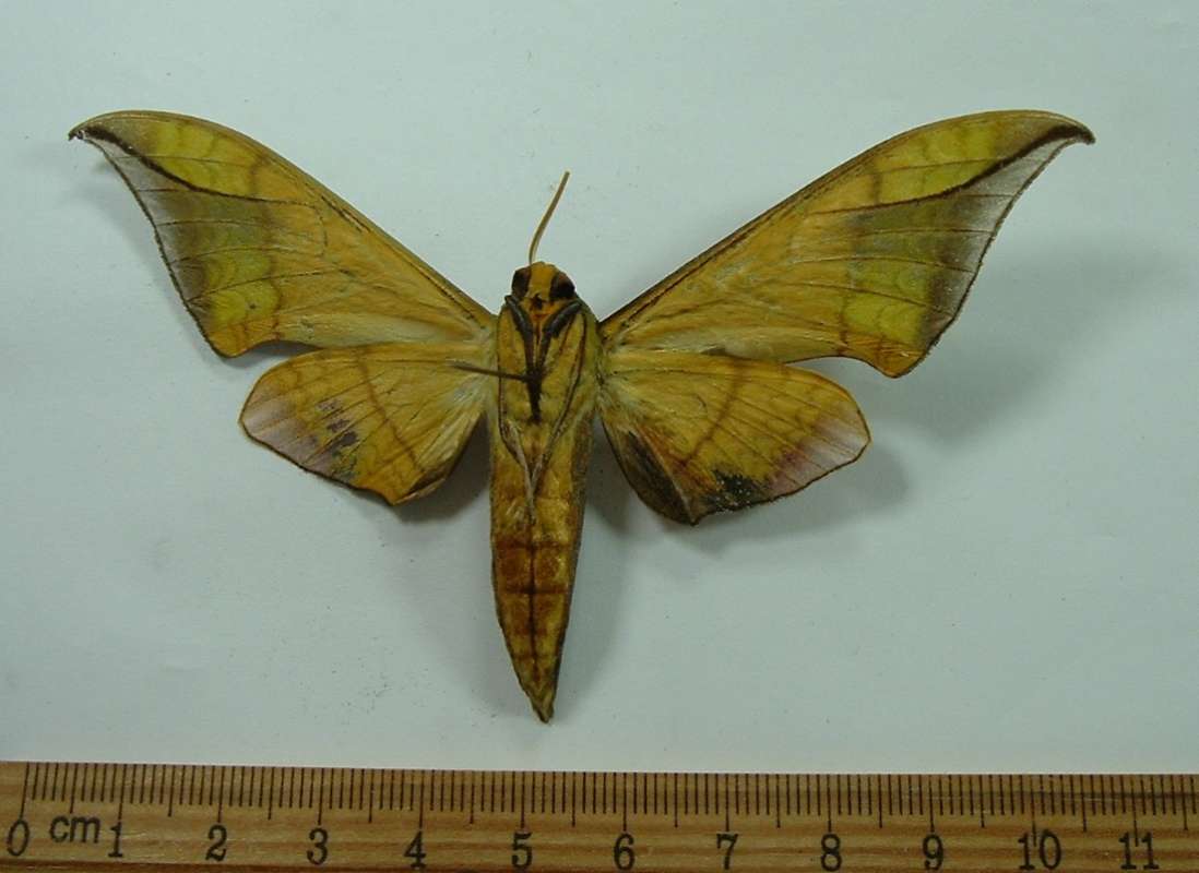 Male - Ventral View<br>(Origin of the Specimen: Crocker Range, Borneo, May)
