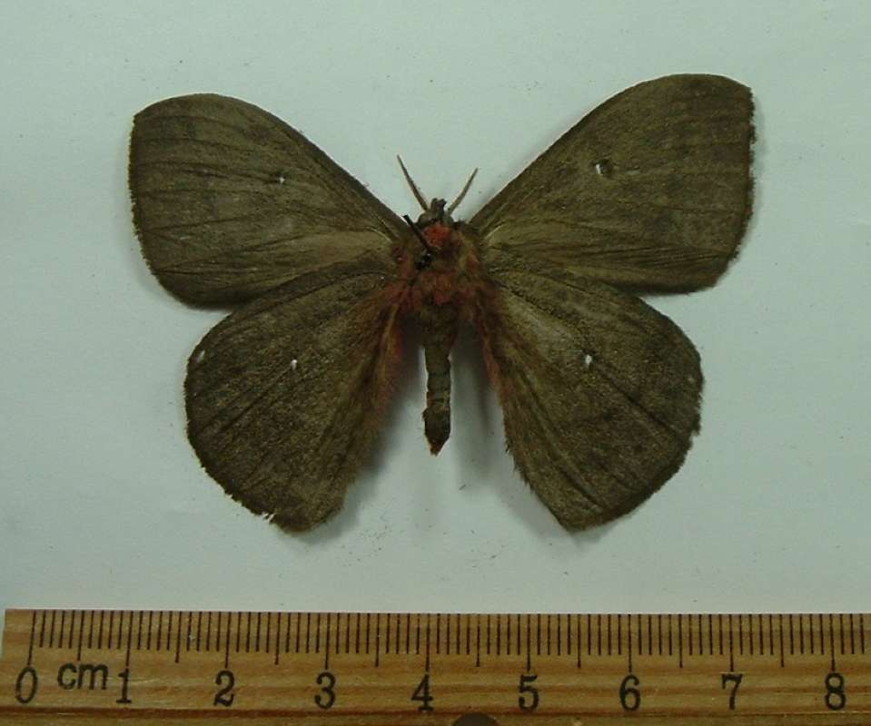 Male - Ventral View<br>(Origin of the Specimen: Costa Rica)