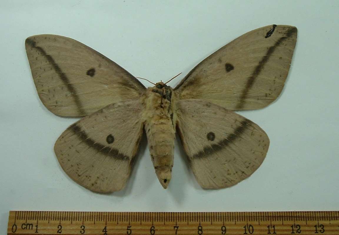 Female - Typical - Yellow with Brown Markings<br>(Origin of the Specimen: Green Valley, Arizona, Aug 2012)