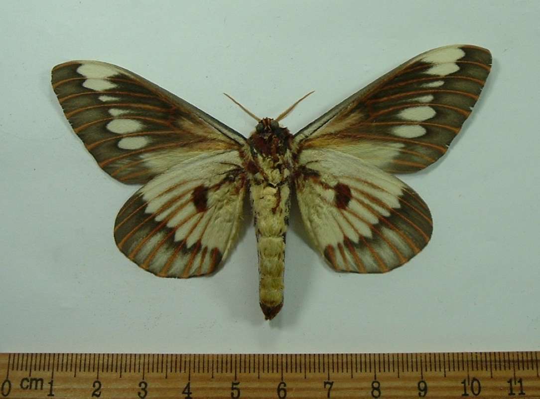 Male - Ventral View<br>(Origin of the Specimen: Santa Cruz, Co, July 24, 2013)