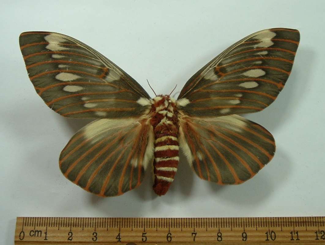 Female - Dorsal View<br>(Origin of the Specimen: Santa Cruz, Co, July 24, 2013)