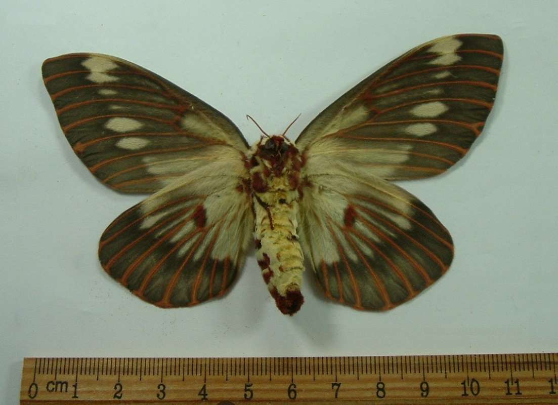 Female - Ventral View<br>(Origin of the Specimen: Santa Cruz, Co, July 24, 2013)