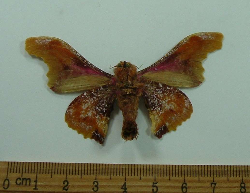 Male - Ventral View<br>(Origin of the Specimen: Gabon, Nov. 1999)
