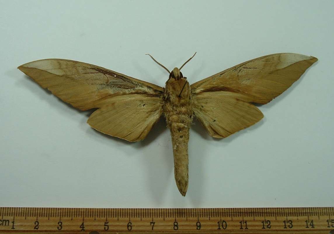 Male - Ventral View<br>(Origin of the Specimen: Cheantang, Tibet - August)