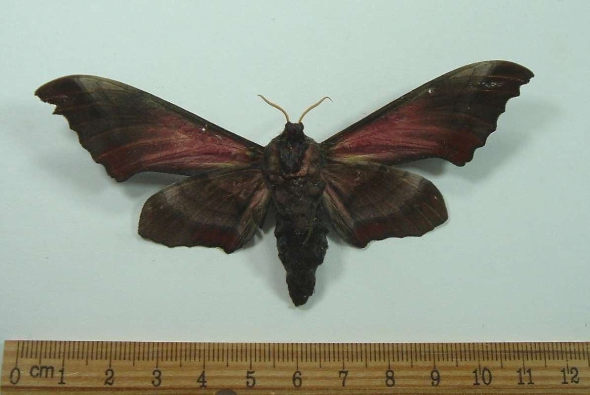 Male - Ventral View<br>(Origin of the Specimen: Vietnam, Spet 1992)