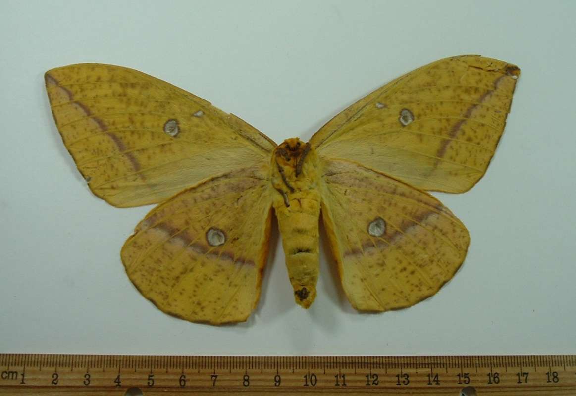 Female - Ventral View<br>(Origin of the Specimen: Cuzco, Peru, December)
