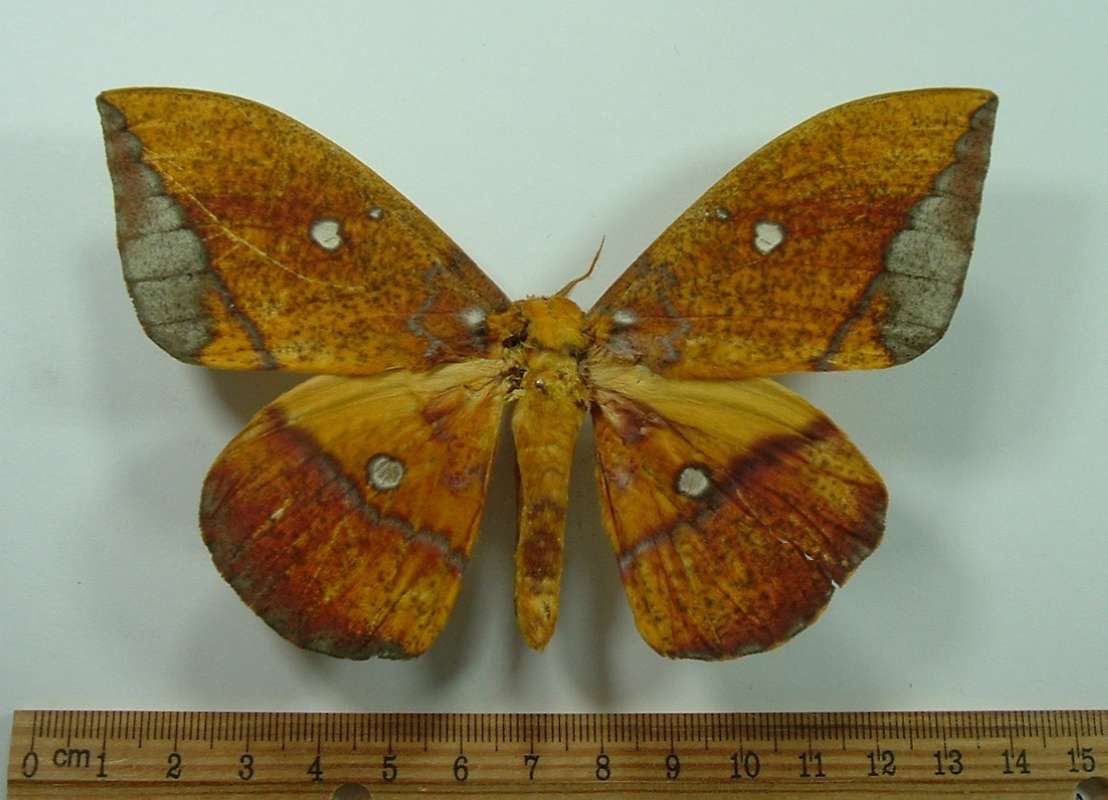 Female - Dorsal View<br>(Origin of the Specimen: Cuzco, Peru, December)