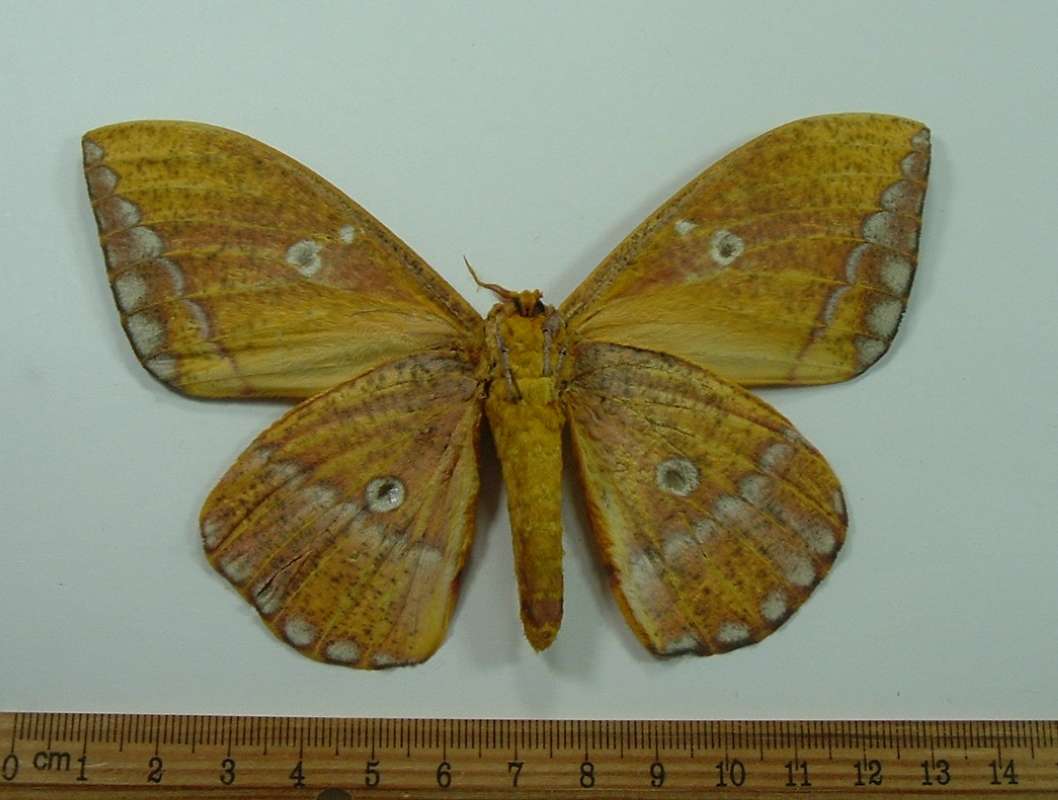 Female - Vetnral View<br>(Origin of the Specimen: Cuzco, Peru, December)