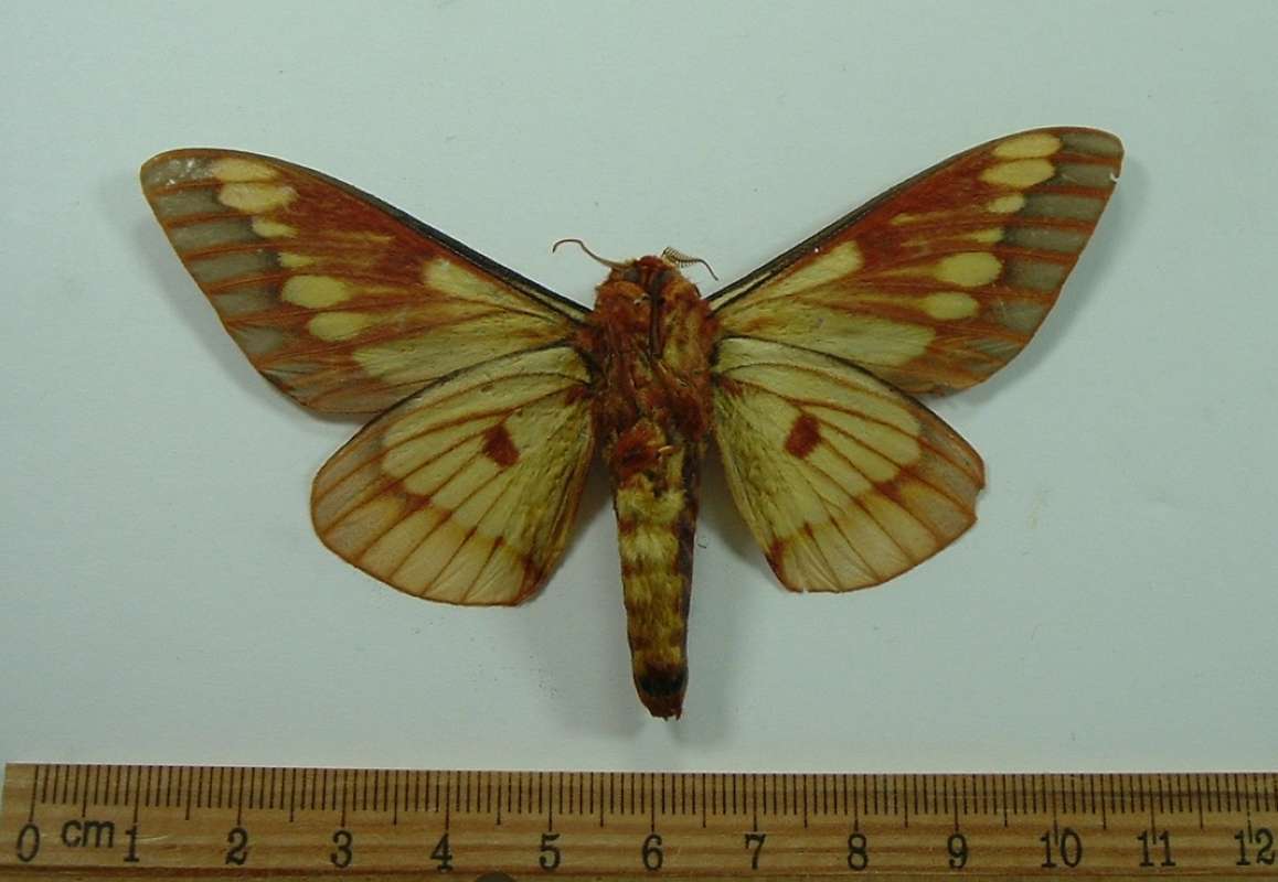Male - Ventral View<br>(Origin of the Specimen: Costa Rica, September)