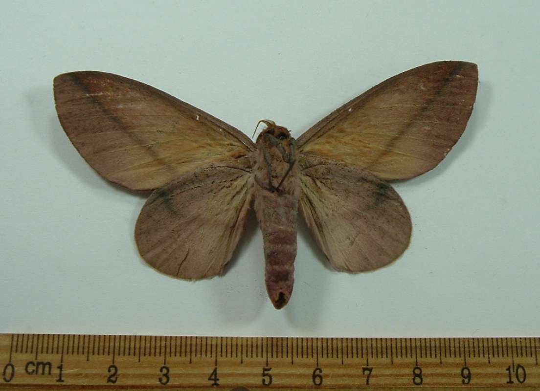 Female - Ventral View<br>(Origin of the Specimen: Golfeto, Costa Rica, May)