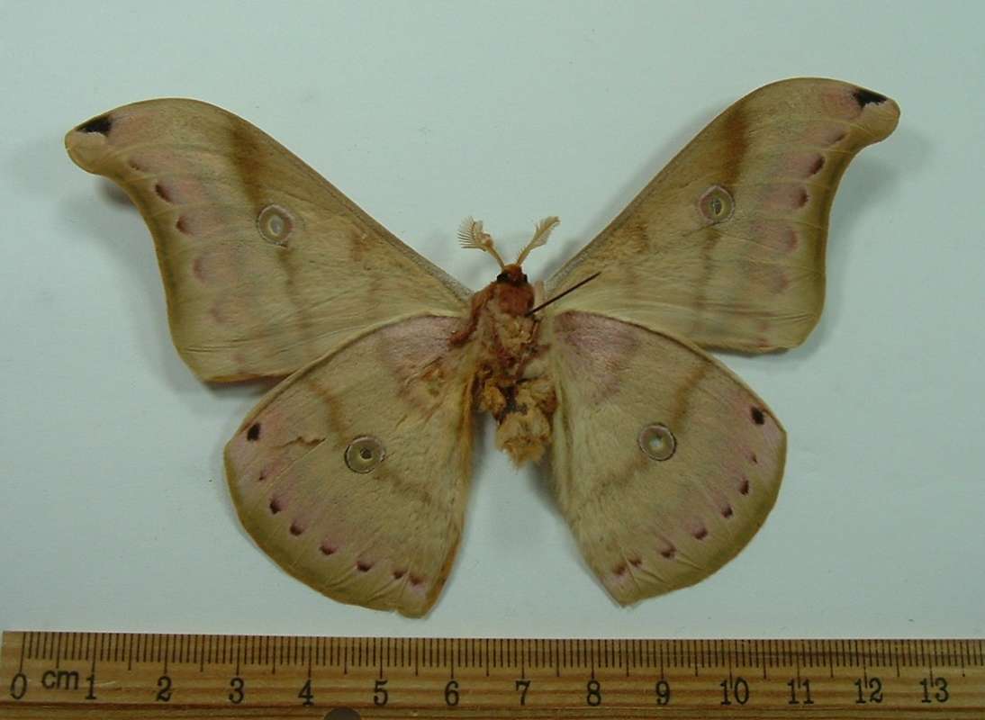 Male - Ventral View<br>(Origin of the Specimen: Borneo, March)