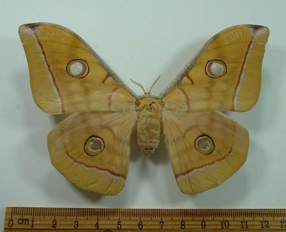 Female - Dorsal View<br>(Origin of the Specimen: Borneo, March)