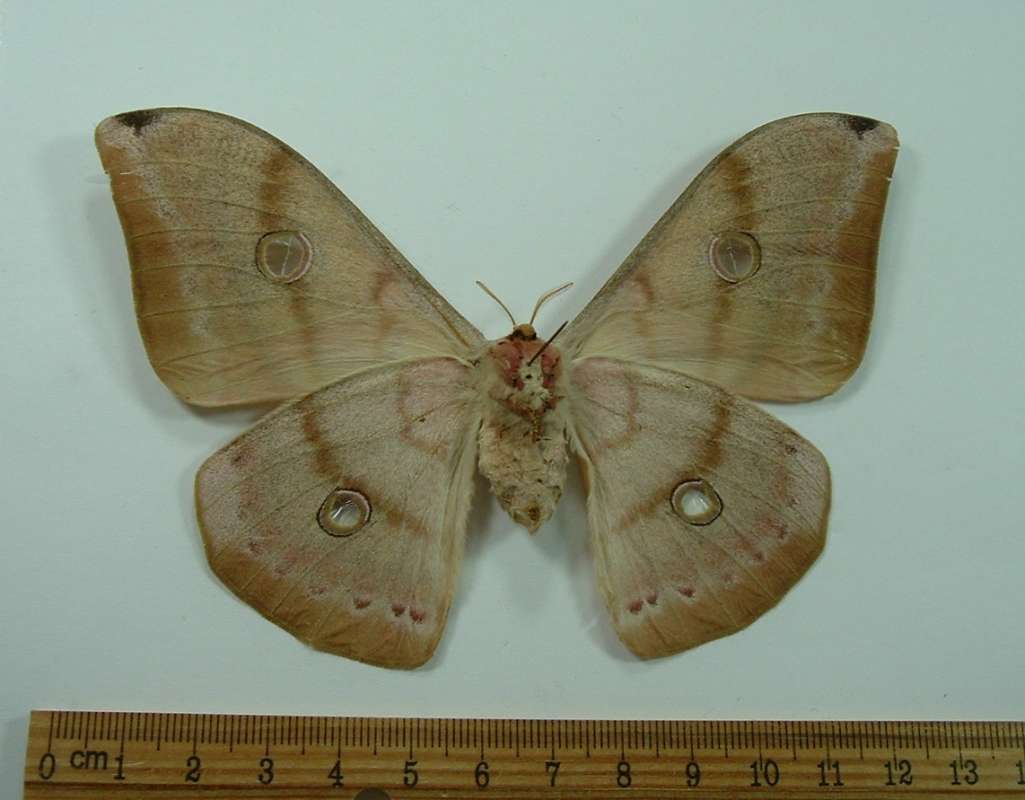 Female - Ventral View<br>(Origin of the Specimen: Borneo, March)