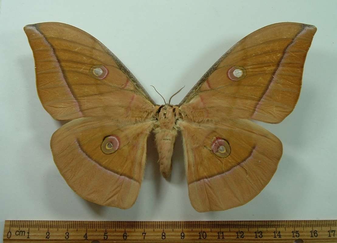Female - Dorsal<br>(Origin of the Specimen: Laos, Captured in July)