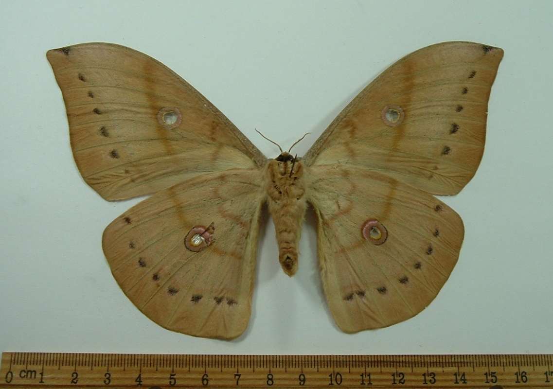Female - Ventral<br>(Origin of the Specimen: Laos, Captured in July)
