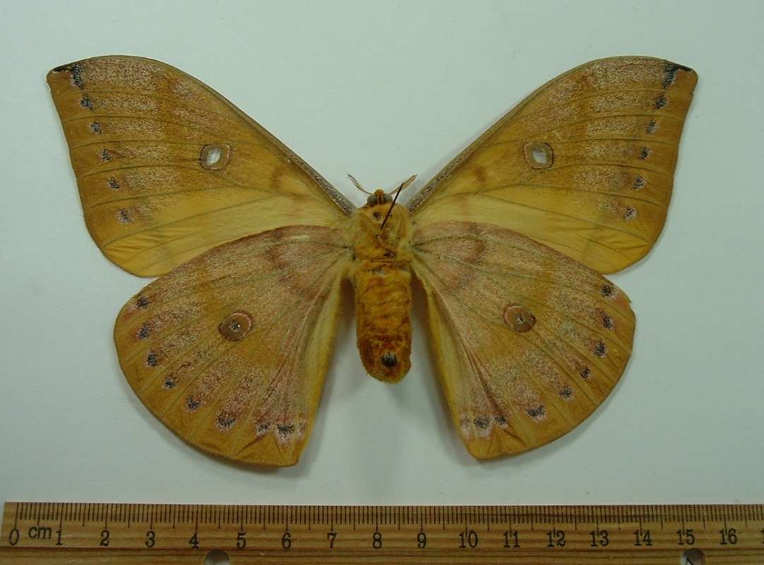 Female - Ventral View<br>(Origin of the Specimen: Malaysia, March Capture)