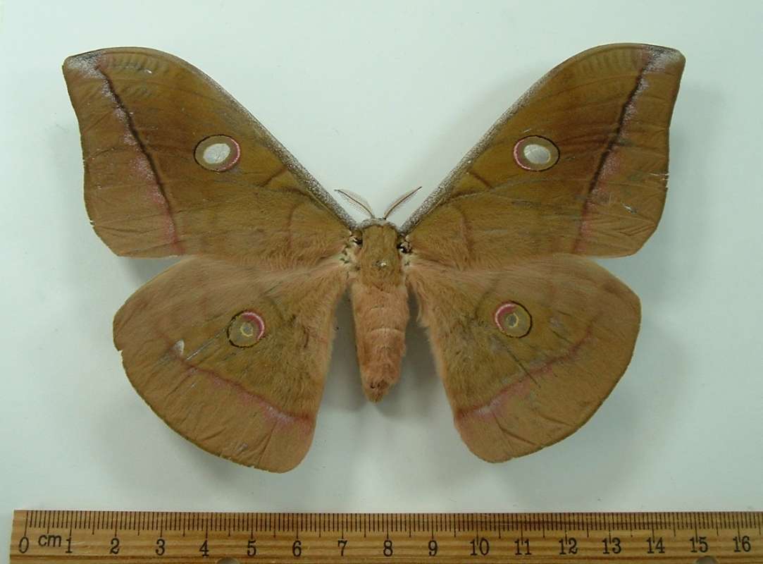 Female - Dorsal View<br>(Origin of the Specimen: Alour Island, May Capture)