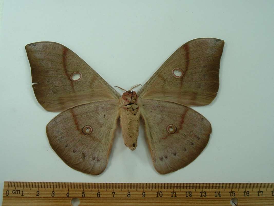 Female - Ventral View<br>(Origin of the Specimen: Alour Island, May Capture)