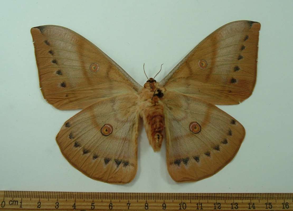 Female - Ventral View<br>(Origin of the Specimen: Borneo, Dec 1998)