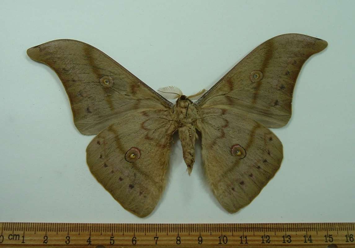 Male - Ventral View<br>(Origin of the Specimen: Laos)