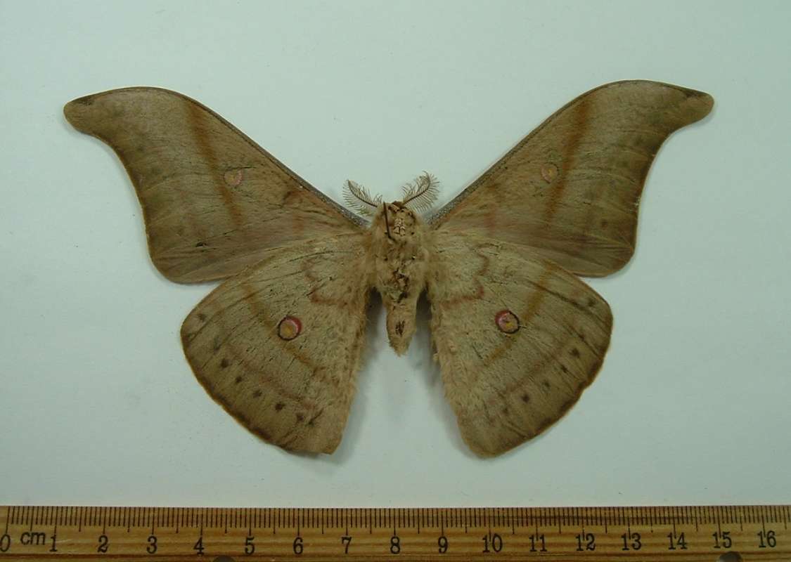 Male - Ventral View<br>(Origin of the Specimen: West Sumatra, Dec 1999)