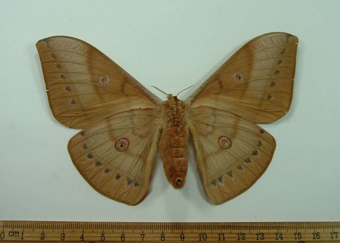 Female - Ventral View<br>(Origin of the Specimen: Cambodia, May 1997)