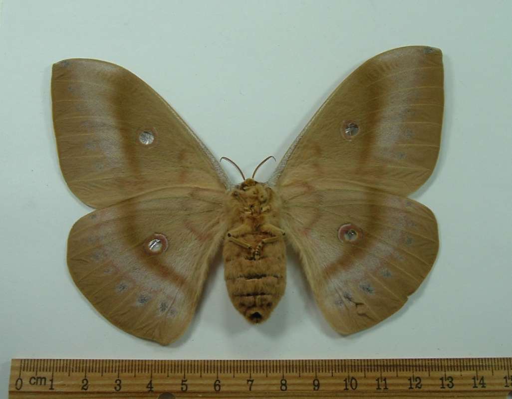 Female -Ventral<br>(Origin of the Specimen: Korea, Emerged May)