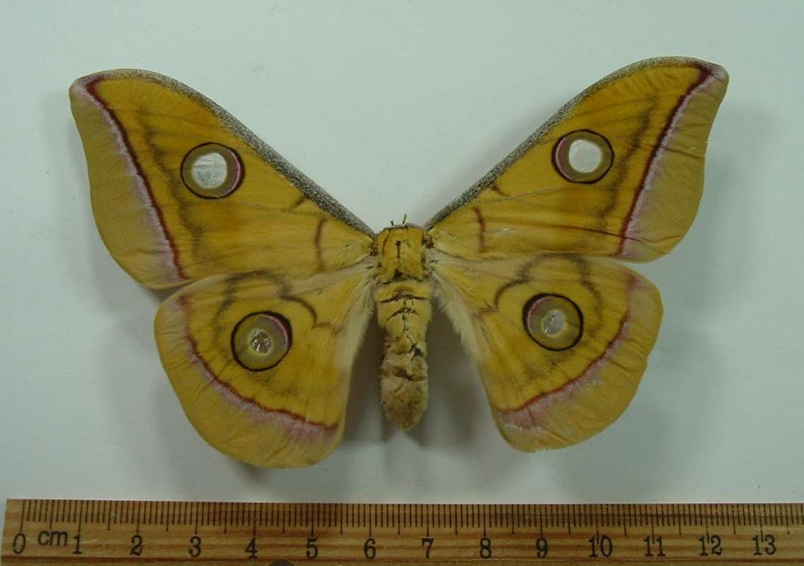 Female -Dorsal View<br>(Origin of the Specimen: Cambodia, July 1999)
