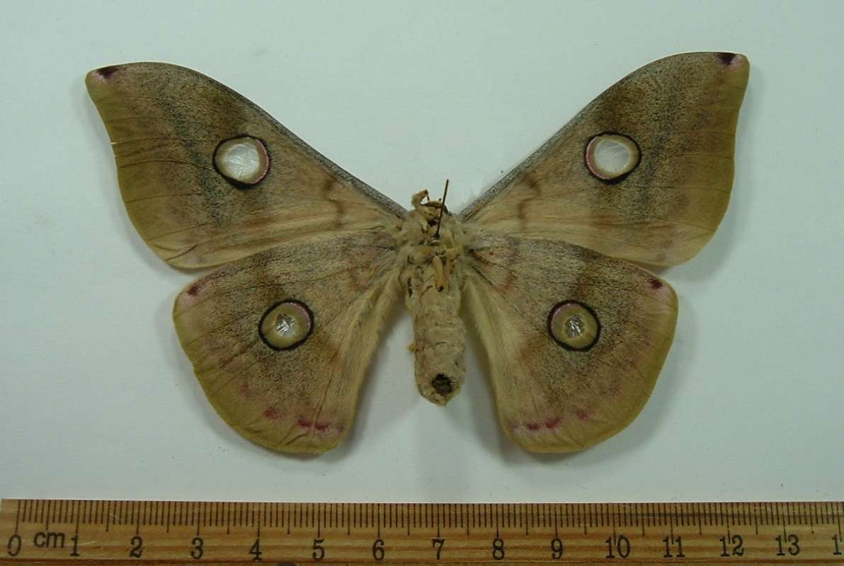 Female - Ventral View<br>(Origin of the Specimen: Cambodia, July 1999)