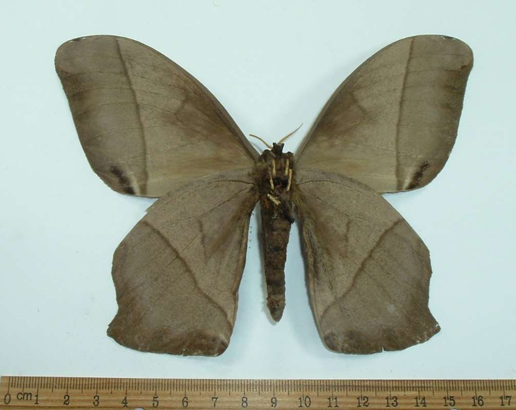 Female - Ventral View<br>(Origin of the Specimen: Santa Cruz, Bolivia,  Jan. 1977)