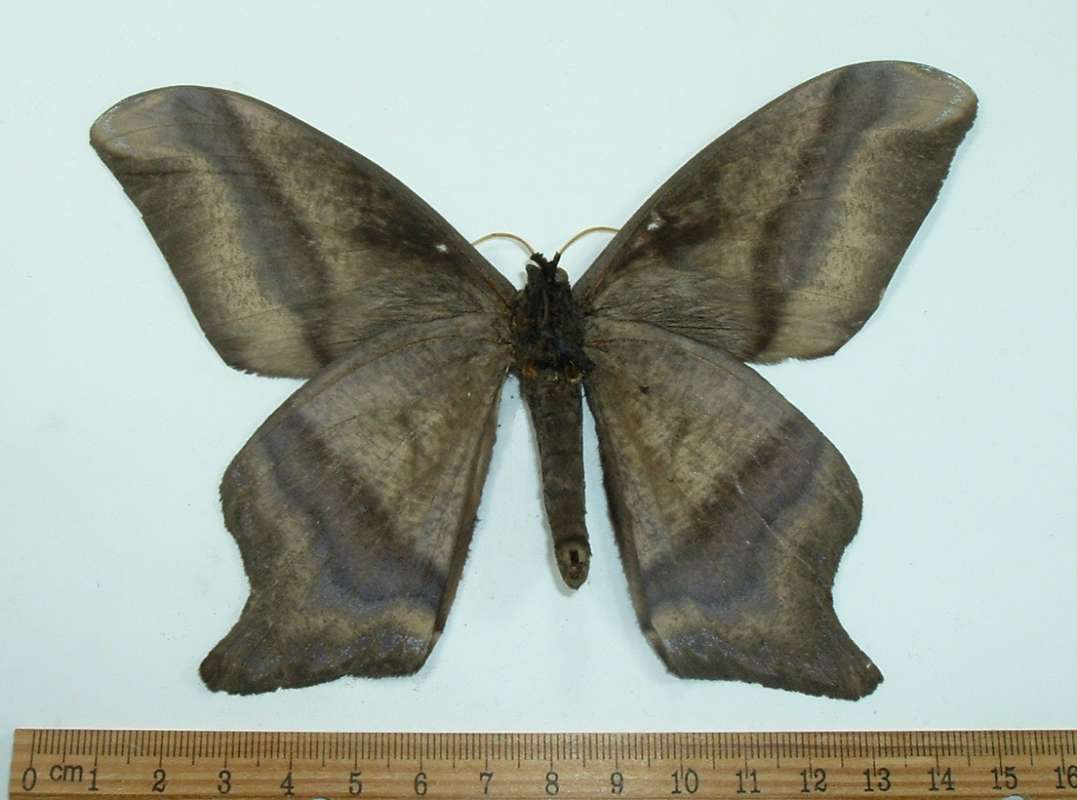 Male - Ventral View<br>(Origin of the Specimen: Peru, May 1999)