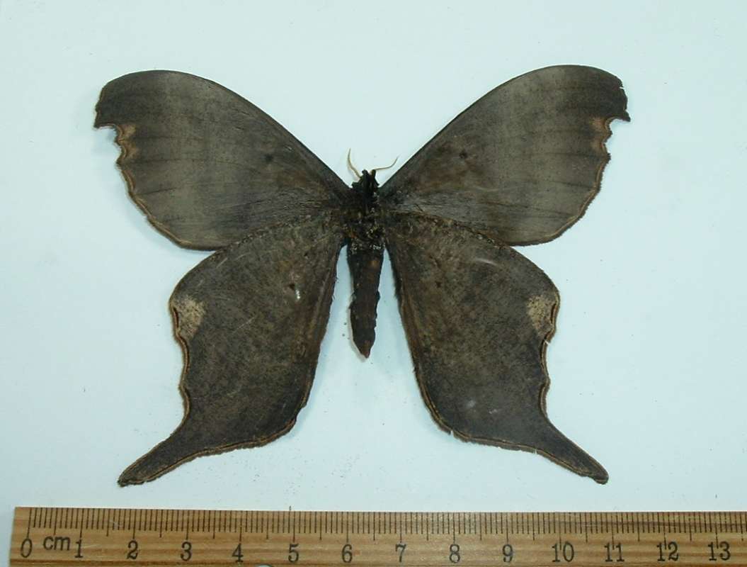 Grey-Brown Male, Ventral View<br>(Origin of the Specimen: Kaw, French Guyana, June 1966)