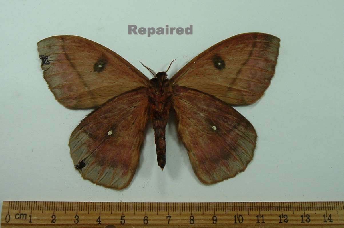 Dark Male - Vetnral View<br>(Origin of the Specimen: Fench Guyana, December Capture)