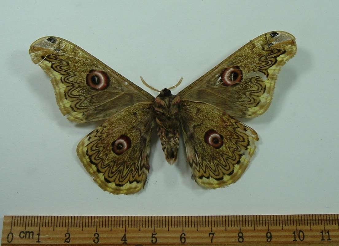 Male - Ventral<br>(Origin of the Specimen: Da Nang, Vietnam, Sept 1992)