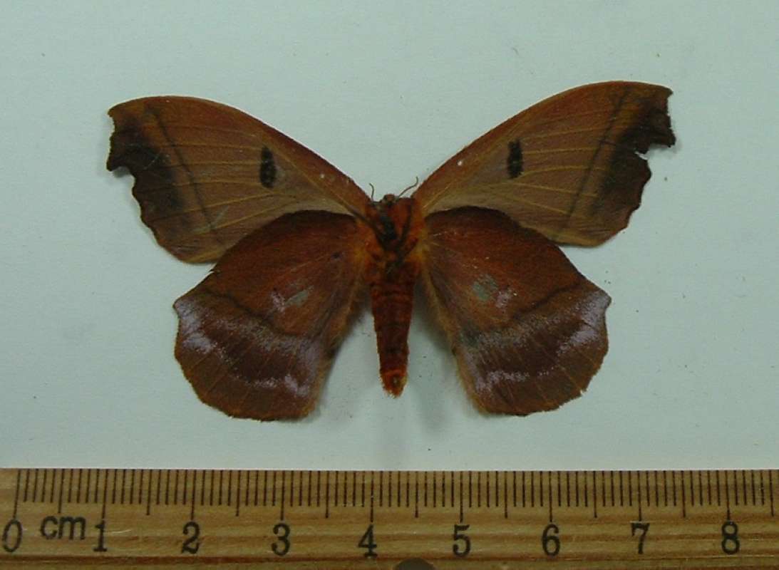 Female - Ventral View<br>(Origin of the Specimen: Colombia, April, 1986)